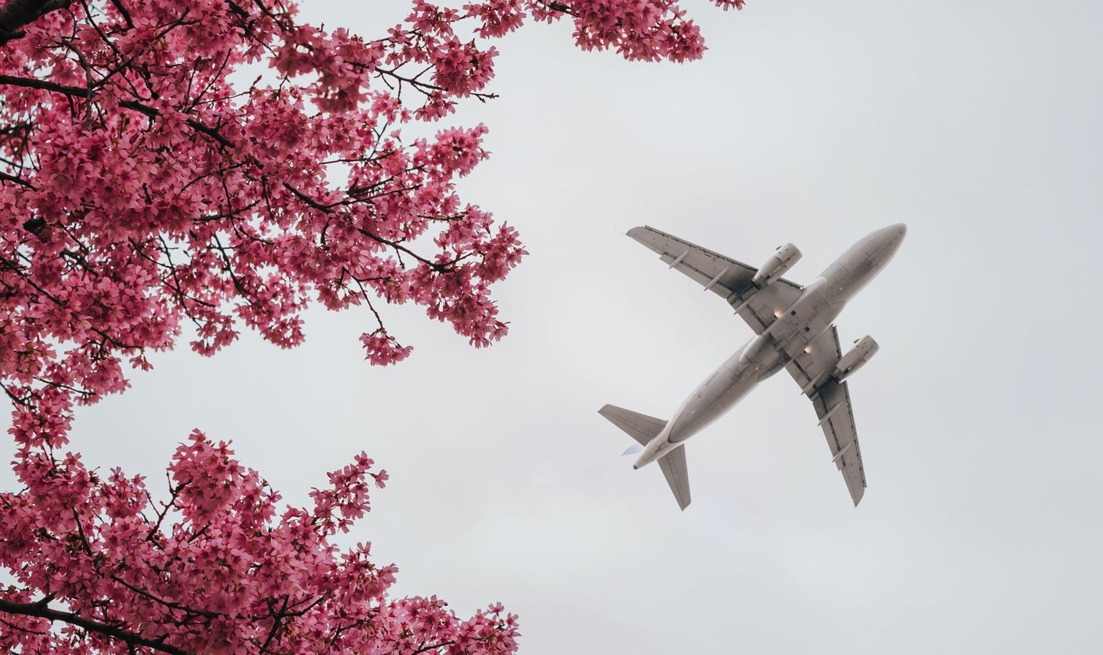 Low angle of an airplane soaring against a bright backdrop of pink blossom flowers